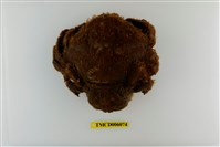 藏品(漢氏勞綿蟹)的圖片